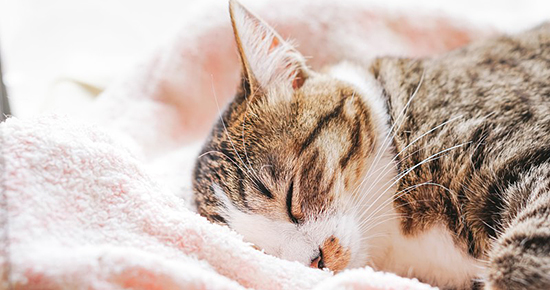 ふわふわタオルで眠る猫